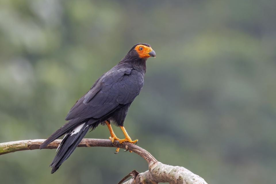 Black caracara along the Rio Napo, Ecuador